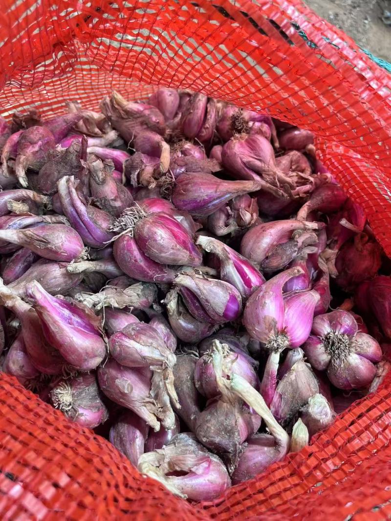 葱头红葱头干葱头小香葱种批发价餐饮食用熬油特香