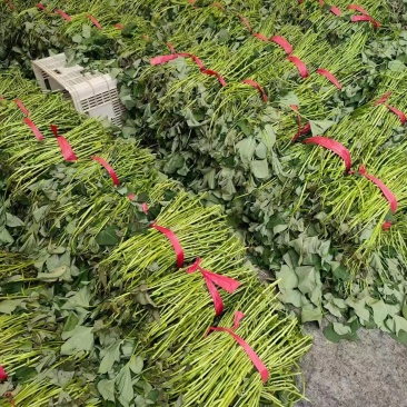 精品红薯苗各种地瓜高剪苗大田苗大量供应可视频