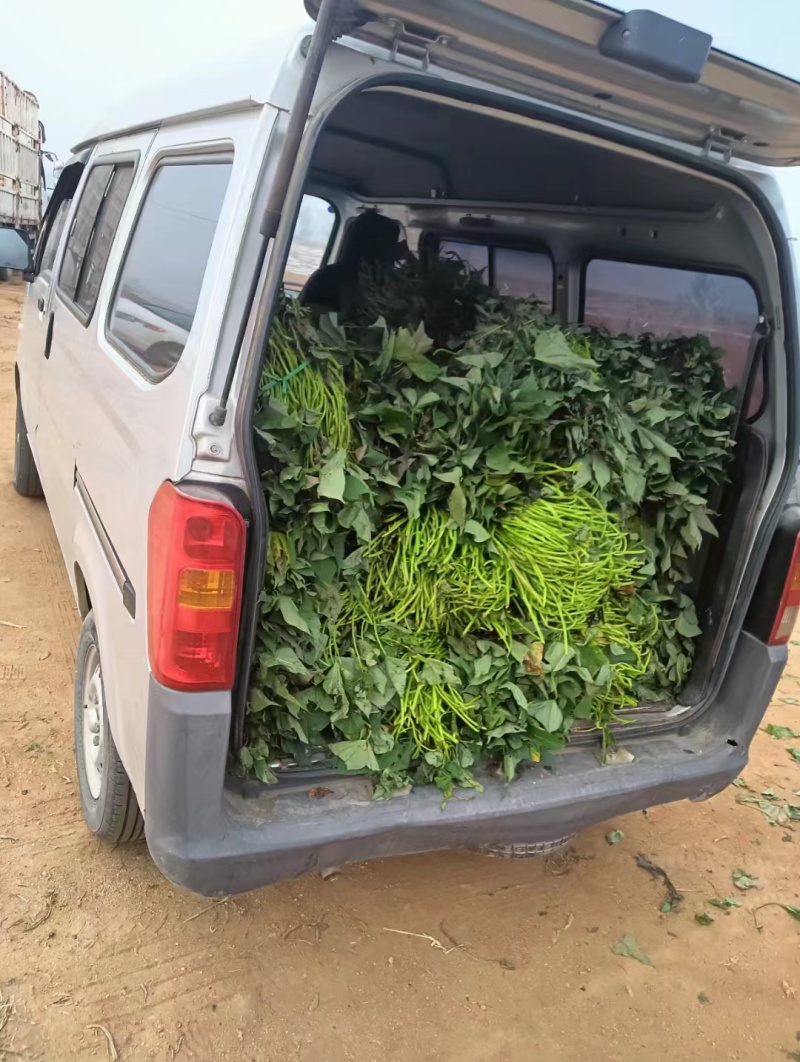 精品红薯苗各种地瓜高剪苗大田苗大量供应可视频