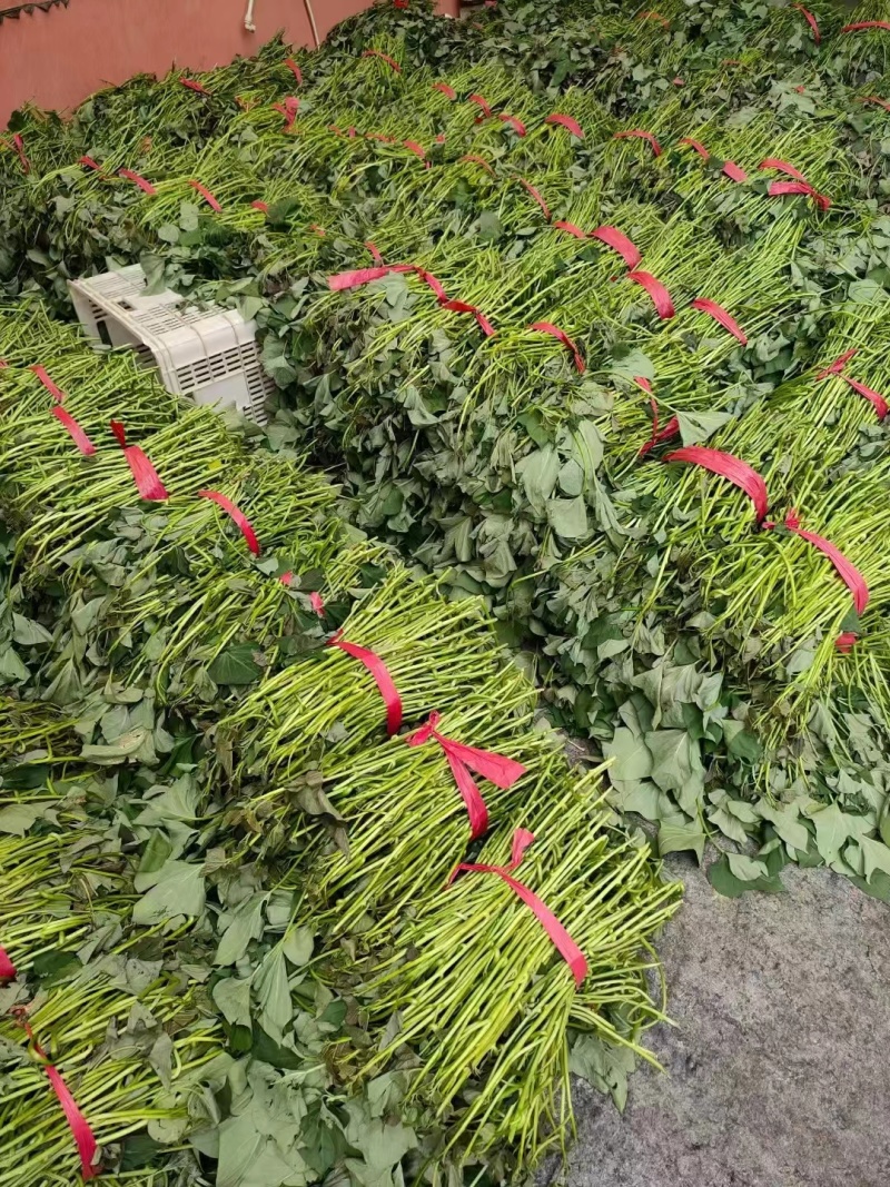 精品红薯苗各种地瓜高剪苗大田苗大量供应可视频