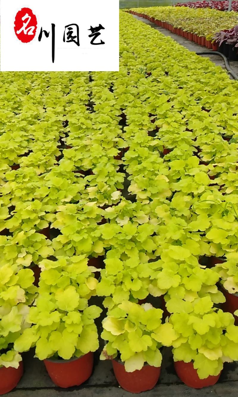 矾根杯苗图片价格彩叶观赏苗成都矾根基地直供量大价优