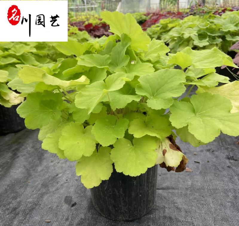 矾根杯苗图片价格彩叶观赏苗成都矾根基地直供量大价优