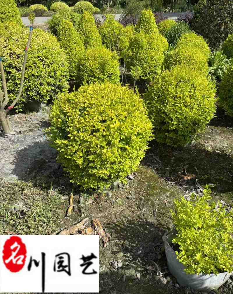 四川成都出售优质亮晶女贞球四季常绿彩叶灌木量大价优