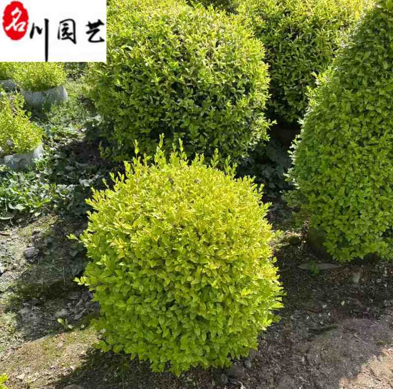 四川成都出售优质亮晶女贞球四季常绿彩叶灌木量大价优