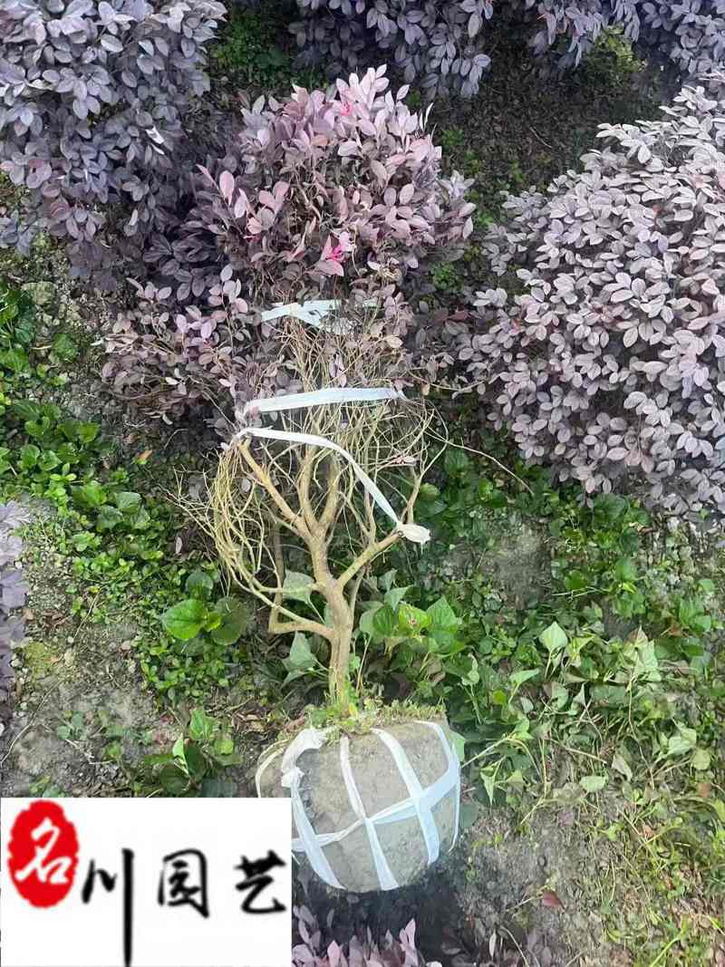 红继木球价格报价成都红继木球基地批发工程园林绿化苗木