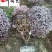 红继木球价格报价成都红继木球基地批发工程园林绿化苗木