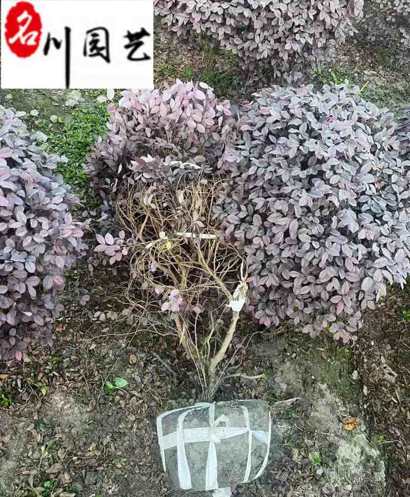 红继木球价格报价成都红继木球基地批发工程园林绿化苗木