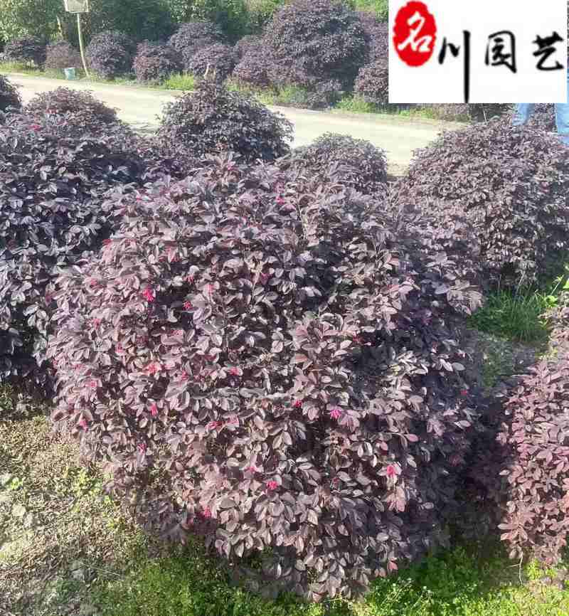 红继木球价格报价成都红继木球基地批发工程园林绿化苗木