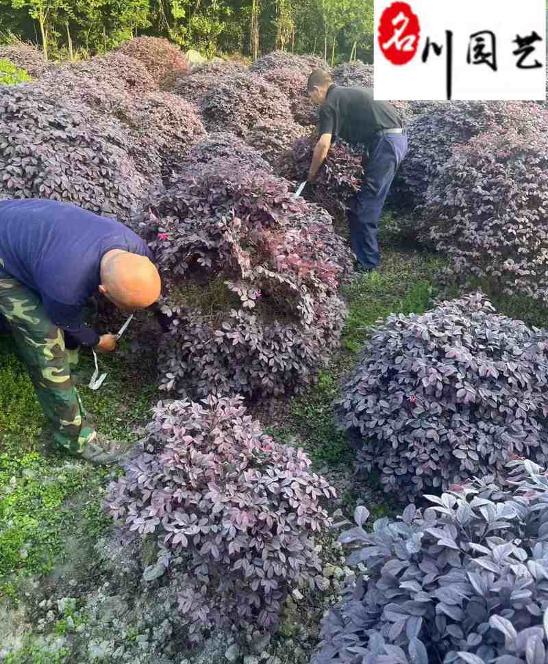 红继木球价格报价成都红继木球基地批发工程园林绿化苗木