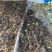 药用蟾蜍人工养殖江苏基地直供量大优惠欢迎订购
