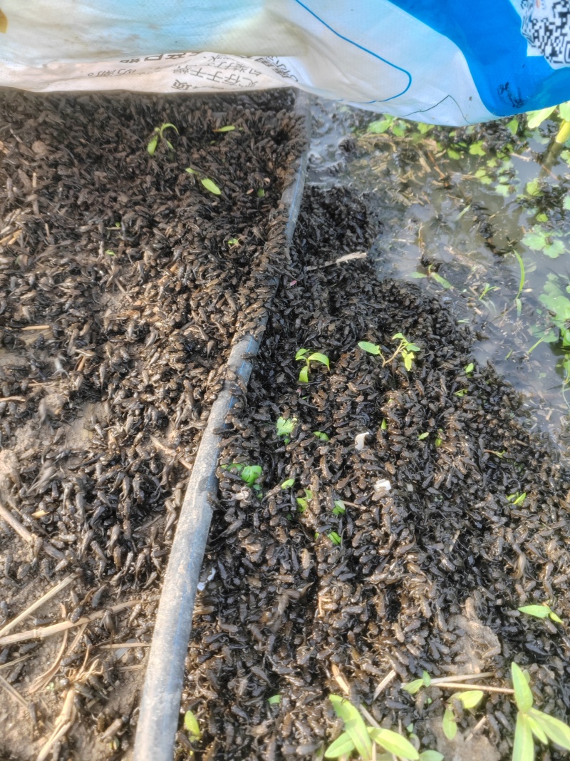 药用蟾蜍人工养殖江苏基地直供量大优惠欢迎订购