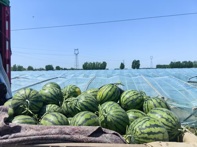 山东聊城大棚甜王西瓜口感清甜/产地直发大量上市
