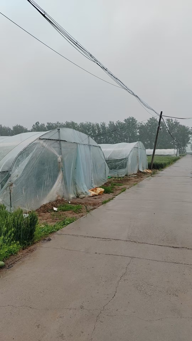L600小吊瓜全国发货对接批发商档口欢迎联系