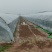 L600小吊瓜对接批发档口市场量大价低欢迎联系