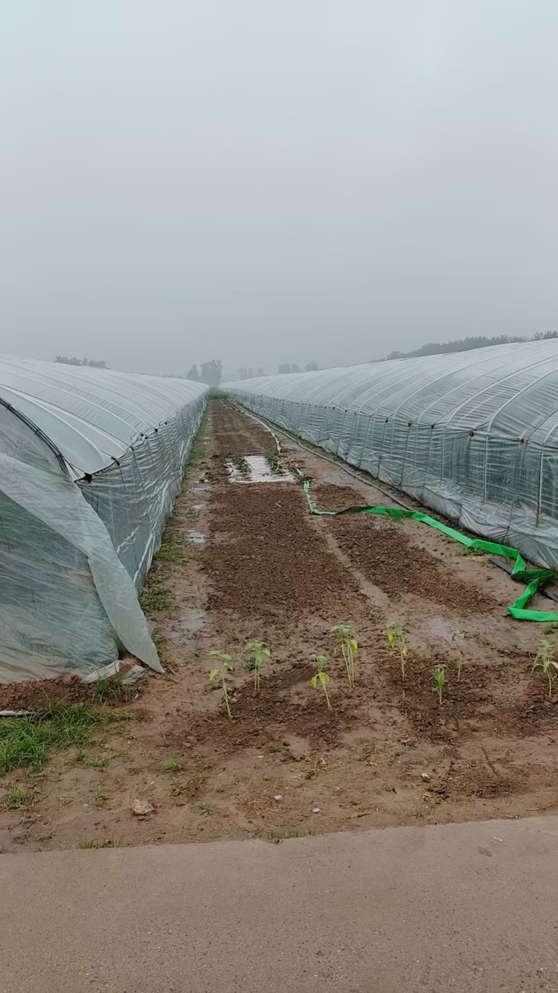 L600小吊瓜对接批发档口市场量大价低欢迎联系