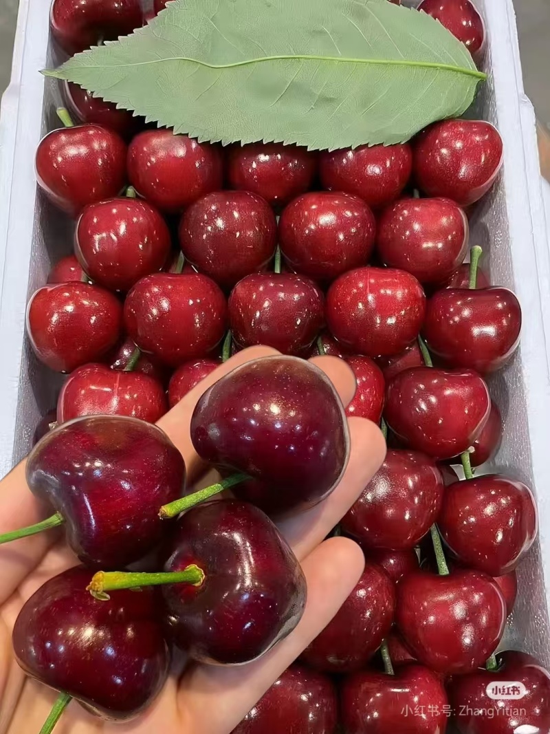 潍坊临朐美早樱桃产地直发口感清甜一件代发