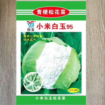 小米白玉95青梗松花菜种子耐寒抗病花层厚直立半自包