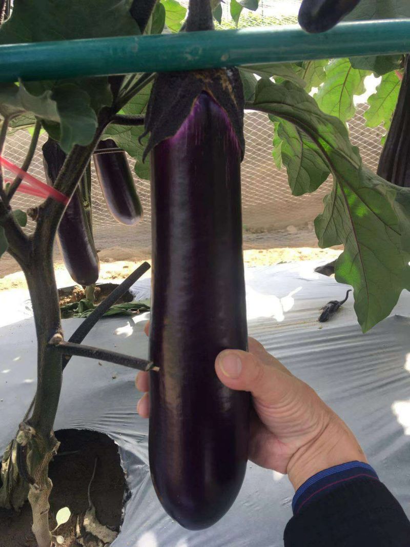 长茄苗紫黑色白肉茄子长茄基地直销保质保量价格优惠