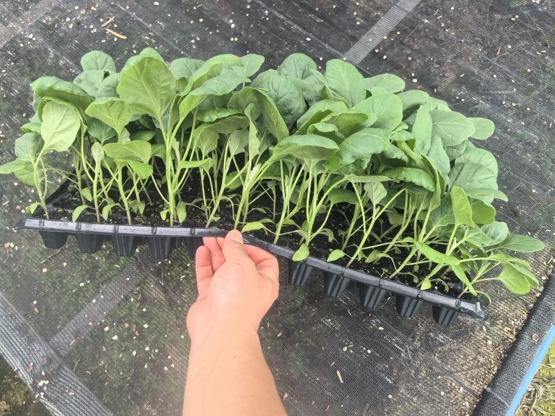 长茄苗紫黑色白肉茄子长茄基地直销保质保量价格优惠