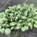 长茄苗紫黑色白肉茄子长茄基地直销保质保量价格优惠