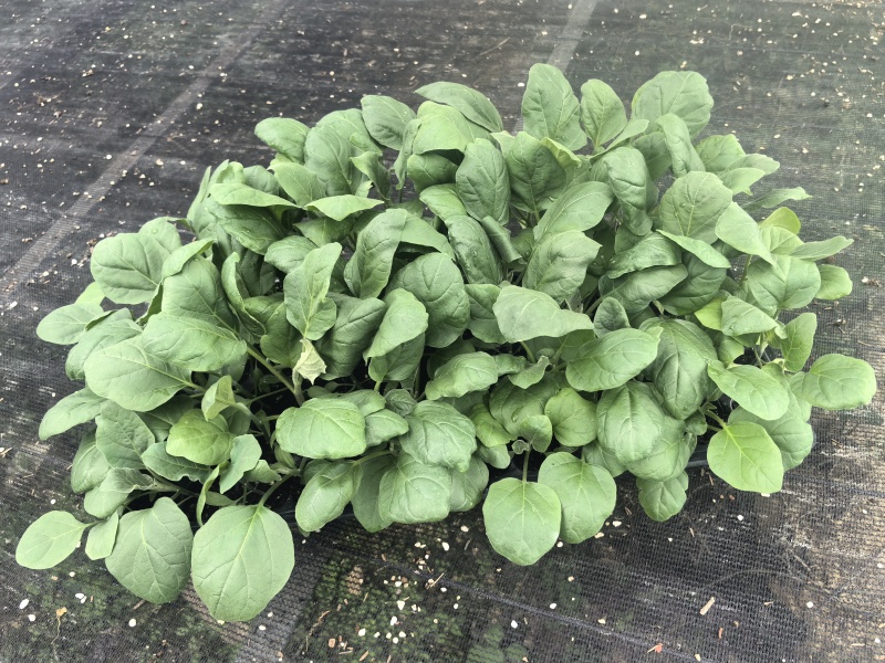 长茄苗紫黑色白肉茄子长茄基地直销保质保量价格优惠