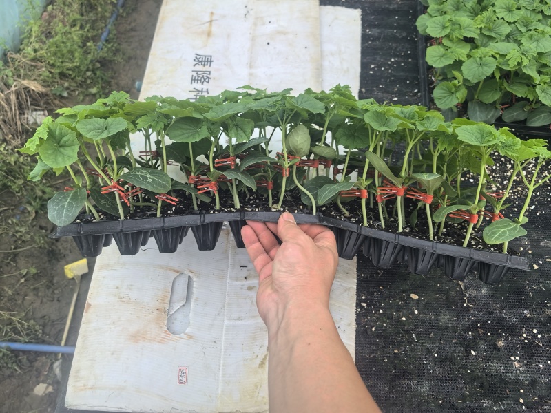 苦瓜苗蔬菜苗基地直销保质保量保成活率免费指导技术