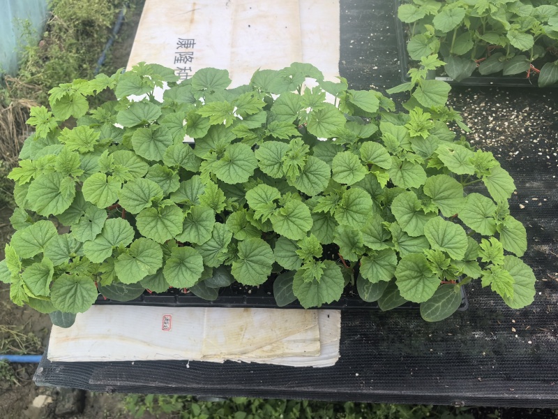 苦瓜苗蔬菜苗基地直销保质保量保成活率免费指导技术
