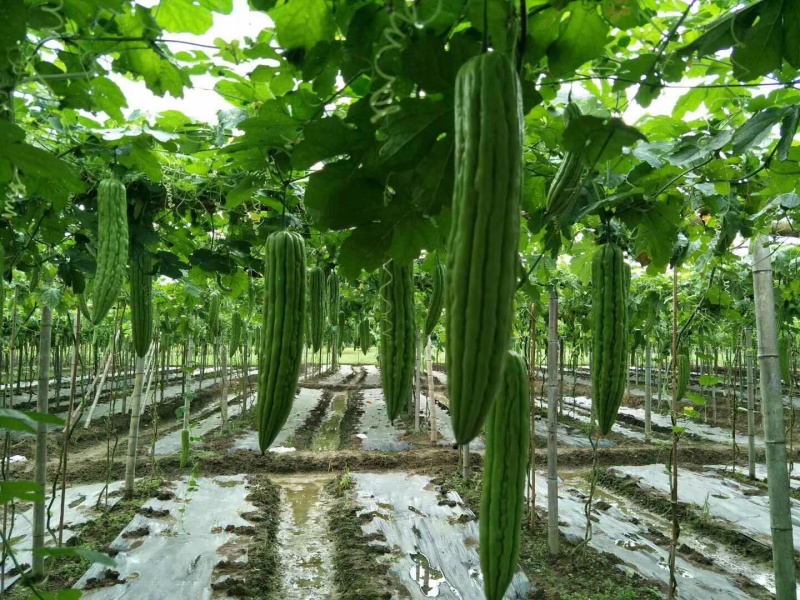 苦瓜苗蔬菜苗基地直销保质保量保成活率免费指导技术
