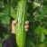 苦瓜苗蔬菜苗基地直销保质保量保成活率免费指导技术