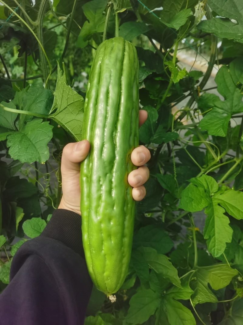 苦瓜苗蔬菜苗基地直销保质保量保成活率免费指导技术