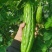 苦瓜苗蔬菜苗基地直销保质保量保成活率免费指导技术