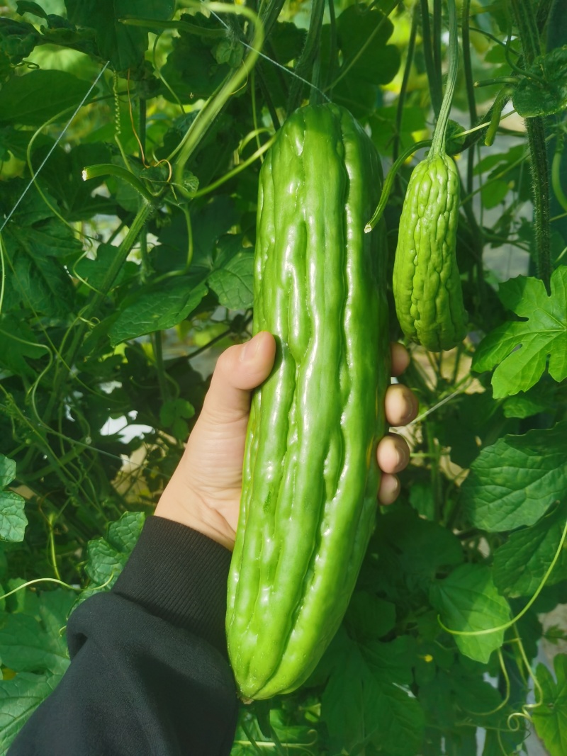苦瓜苗蔬菜苗基地直销保质保量保成活率免费指导技术