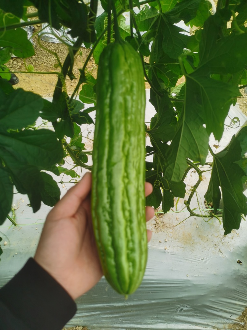 苦瓜苗蔬菜苗基地直销保质保量保成活率免费指导技术