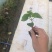 苦瓜苗蔬菜苗基地直销保质保量保成活率免费指导技术