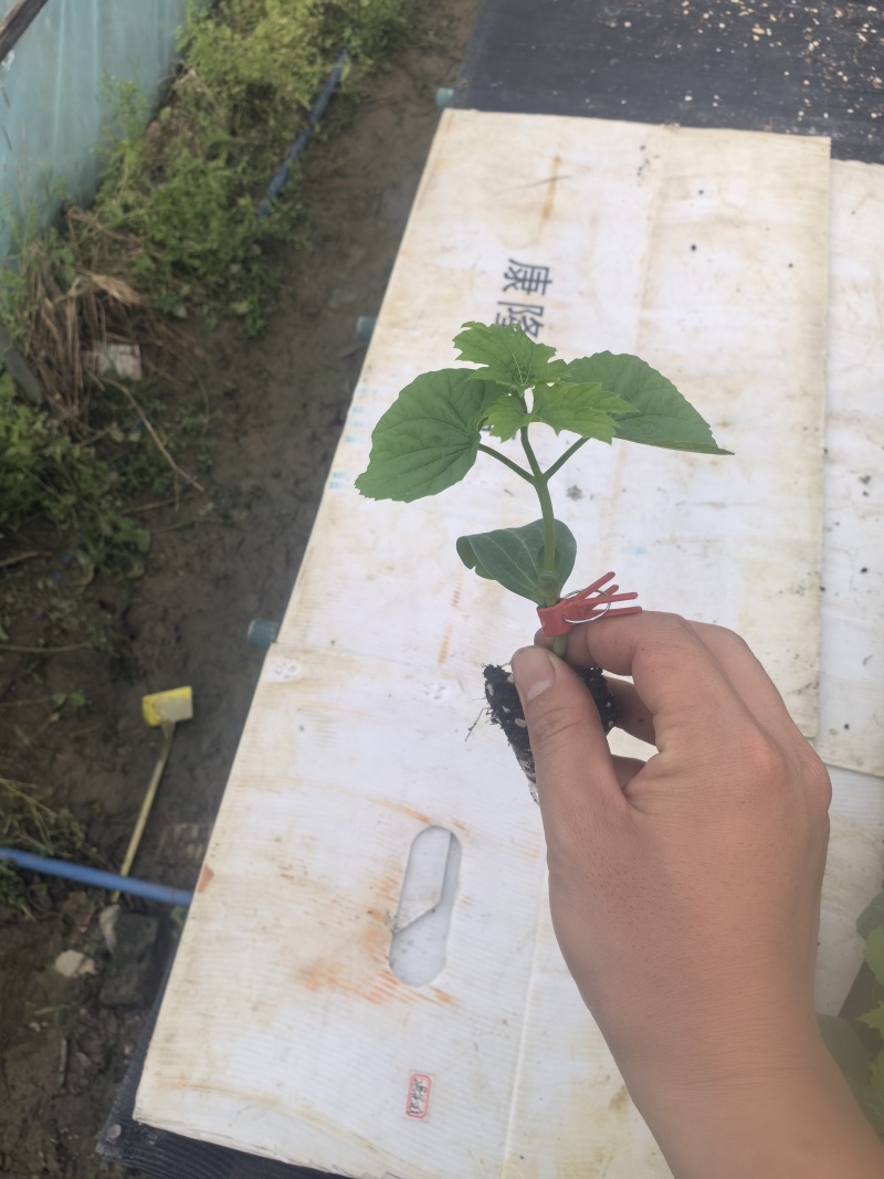 苦瓜苗蔬菜苗基地直销保质保量保成活率免费指导技术