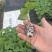 苦瓜苗蔬菜苗基地直销保质保量保成活率免费指导技术