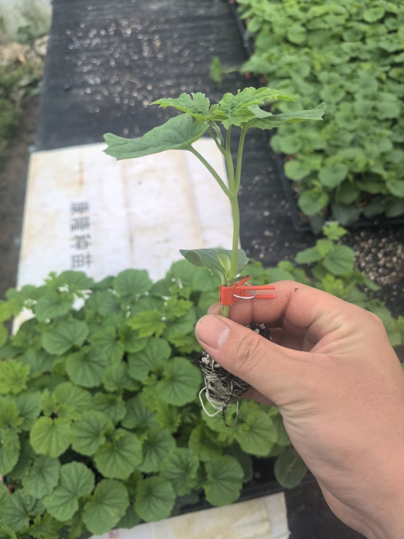苦瓜苗蔬菜苗基地直销保质保量保成活率免费指导技术