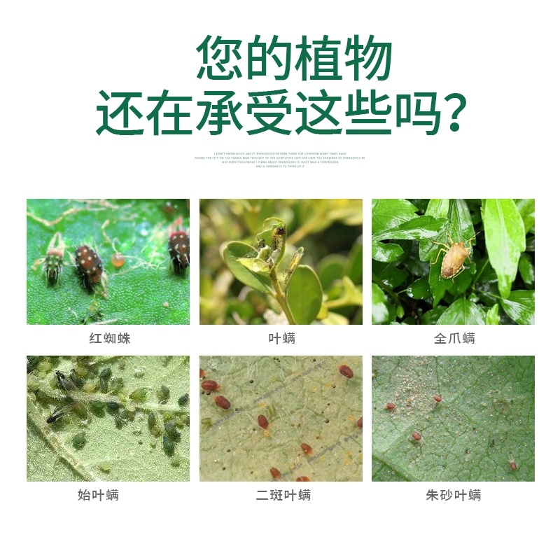 11%乙螨唑红蜘蛛卵螨兼杀白蜘蛛二斑叶螨叶螨