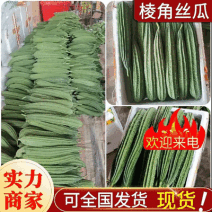 【精选】棱丝瓜&八角瓜/新鲜丝瓜/现货随装/量大从优