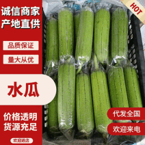 现摘《水瓜》广西南宁产地直发/丝瓜/菜瓜/青丝瓜/肉丝瓜