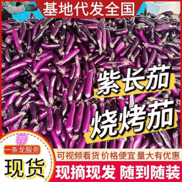 《紫长茄/烧烤茄子》基地现货/货源充足/价格便宜/全国发