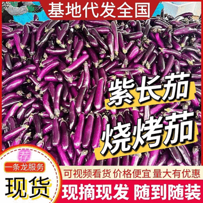 《紫长茄/烧烤茄子》基地现货/货源充足/价格便宜/全国发