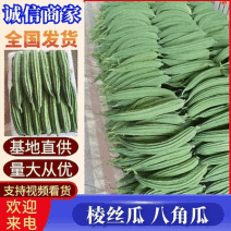 《棱丝瓜/八角瓜》新鲜丝瓜/现货供应中/量大价优欢迎来电
