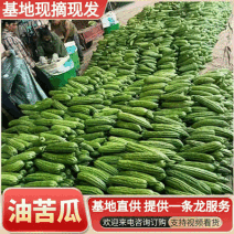 油苦瓜/珍珠苦瓜/广西苦瓜/现摘现发/随到随装/全国发货