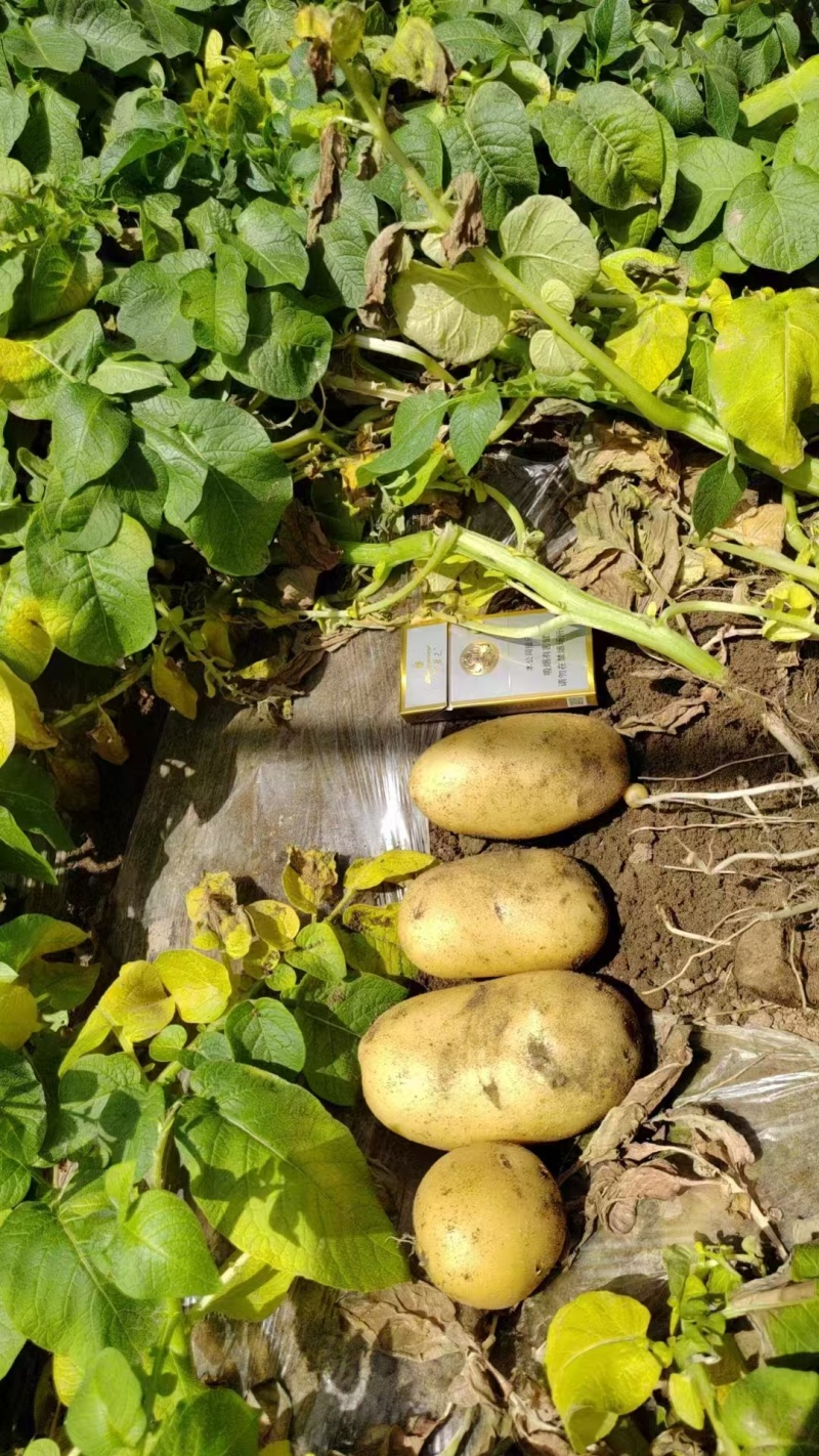 陕西城固县精品沃土5号土豆产地大量上市中欢迎来电咨询