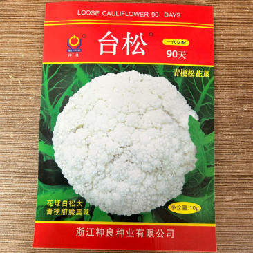 台松90天青梗松花菜种子中晚熟耐寒抗病花球雪白松大