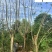 成都蓝花楹基地现货工程园林行道绿化苗木规格多量大价优