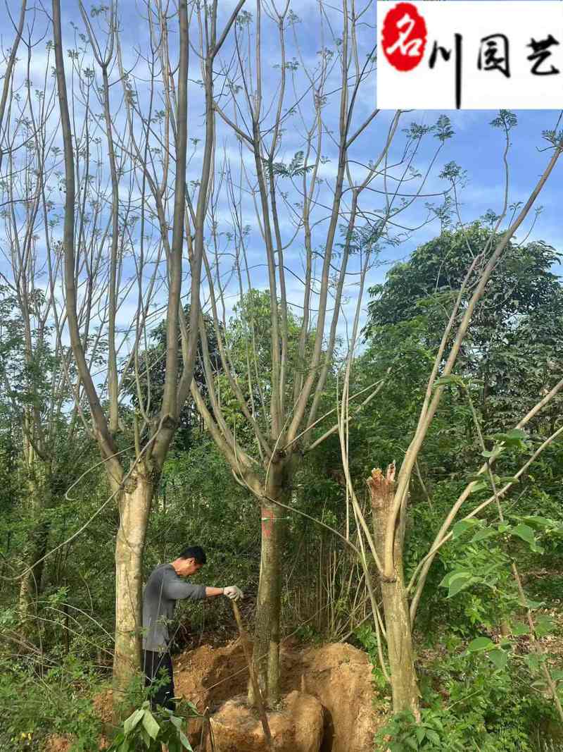 成都蓝花楹基地现货工程园林行道绿化苗木规格多量大价优