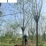 成都蓝花楹基地现货工程园林行道绿化苗木规格多量大价优