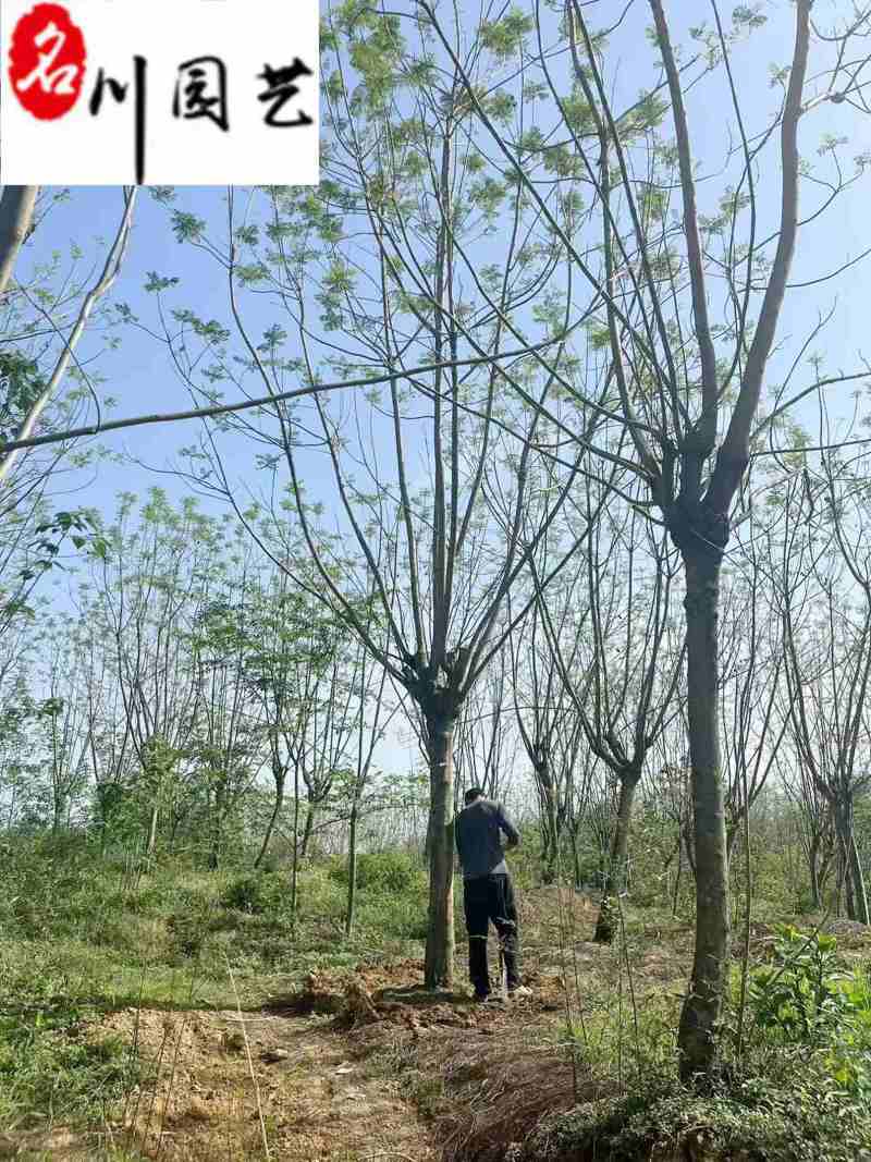 成都蓝花楹基地现货工程园林行道绿化苗木规格多量大价优